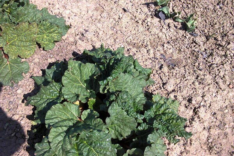 Rhubarb plant. 