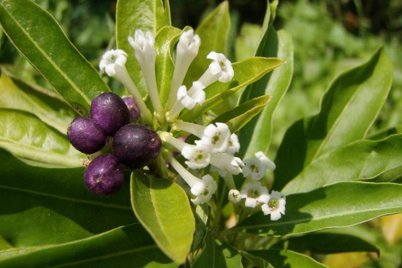 Jasmine plant with berries. 