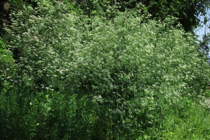 Poison hemlock. 