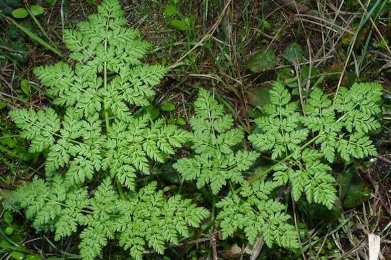 Poison hemlock plant. 