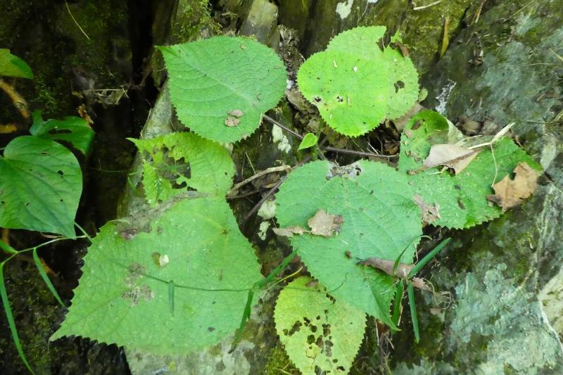 Gympie-Gympie plant. 