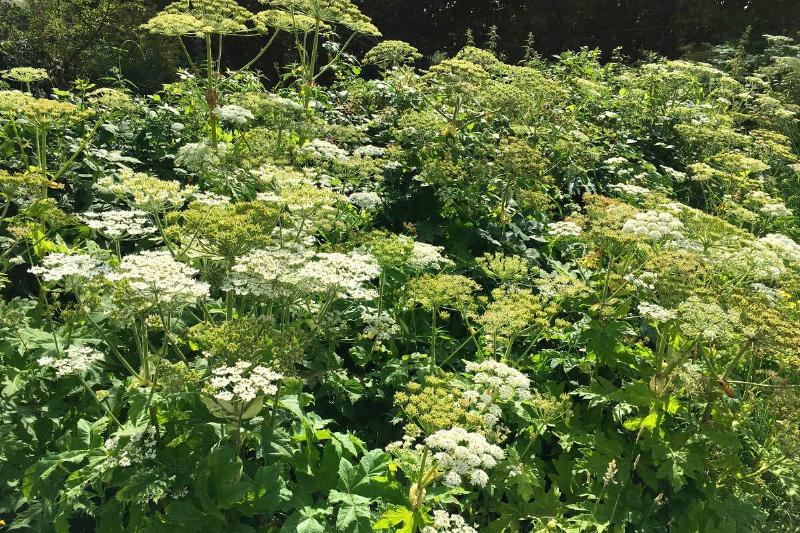 Giant hogweed. 
