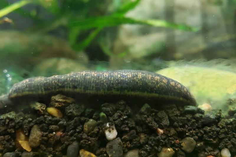 Medicinal leech. 