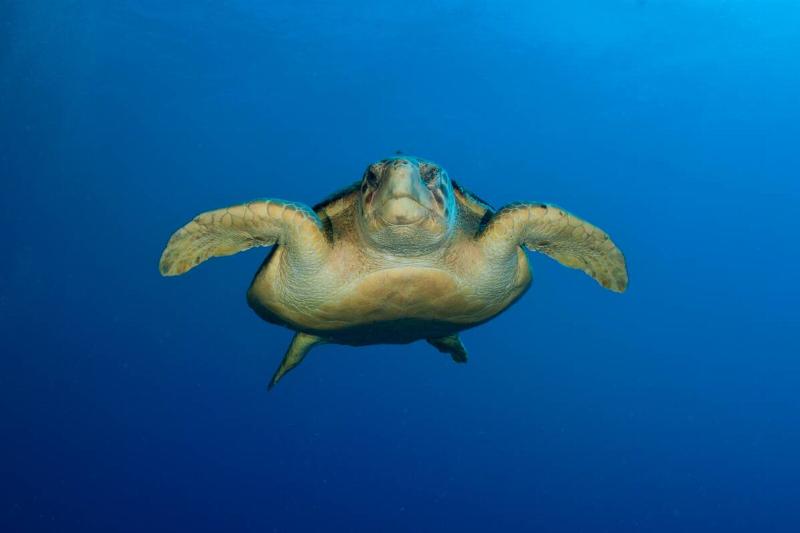 Loggerhead sea turtle. 