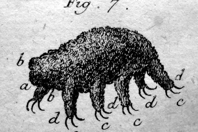 First recorded image of a Tardigrade.