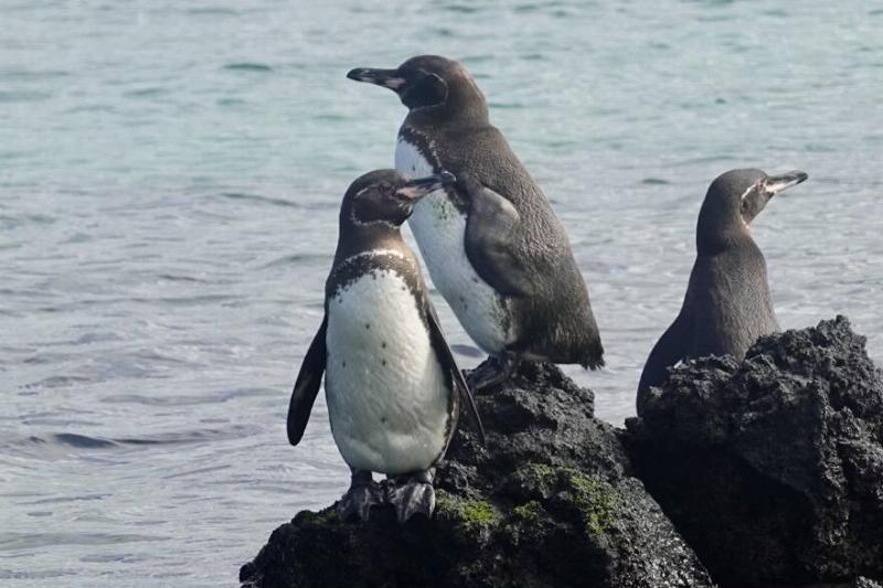 Gálapagos Penguins Near Isabela Island.