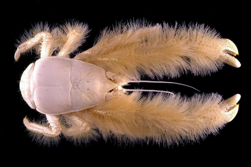 Yeti crab