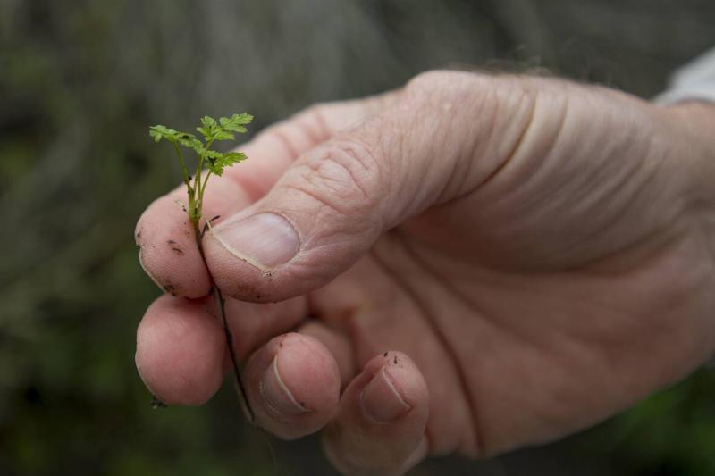 Hand holding small poison hemlock plant.