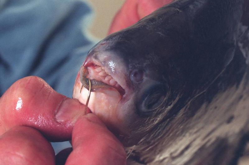 Rosengren displays a 1 1/2 pound black pacu that he caught in the Mississippi river.