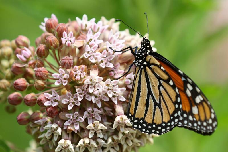 Monarch butterfly (Danaus plexippus) on a milkweed plant flower in Toronto, Ontario, Canada.