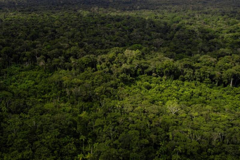 The Colombian Amazon Rainforest. 