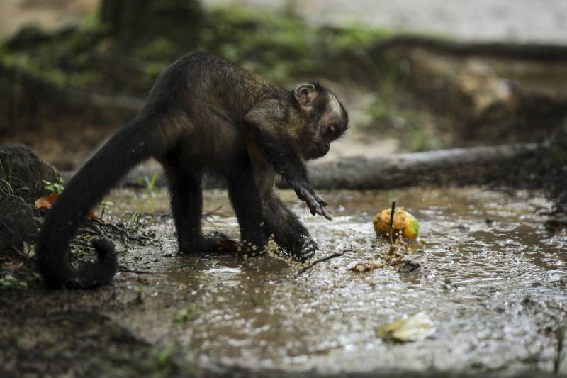Monkey in a puddle in the Amazon. 