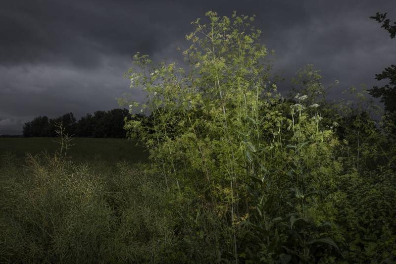 Poison hemlock by the side of a road. 