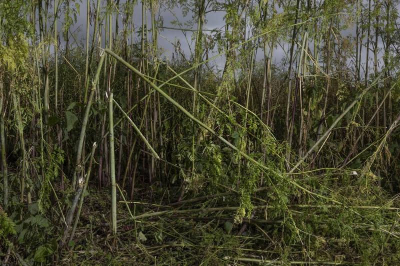 Poison hemlock plants with broken stems. 