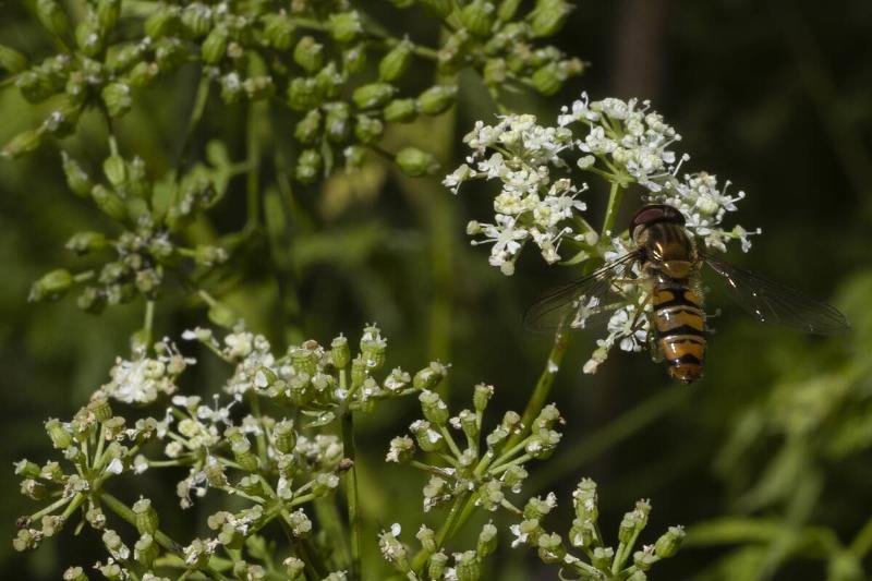 Bee on poison hemlock plant.