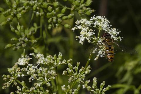 Bee on poison hemlock plant.