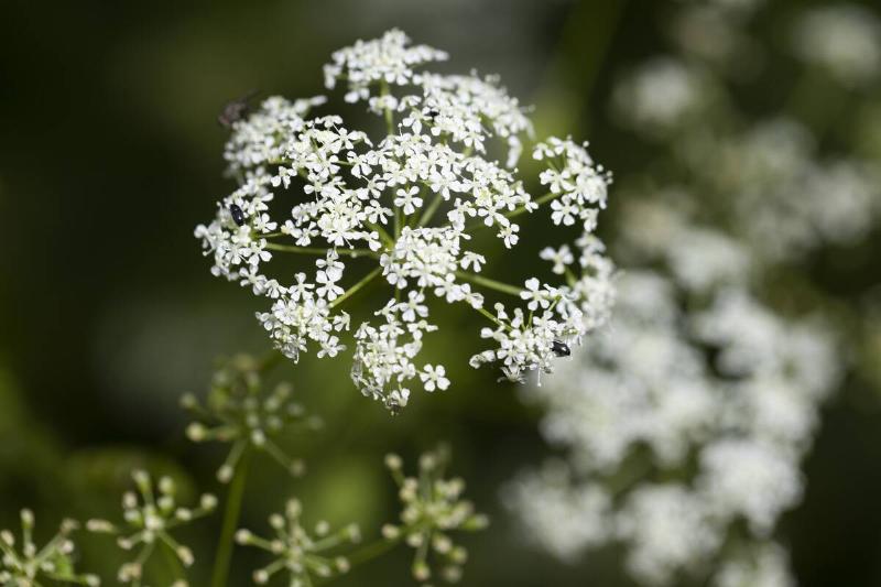 Poison hemlock flower.