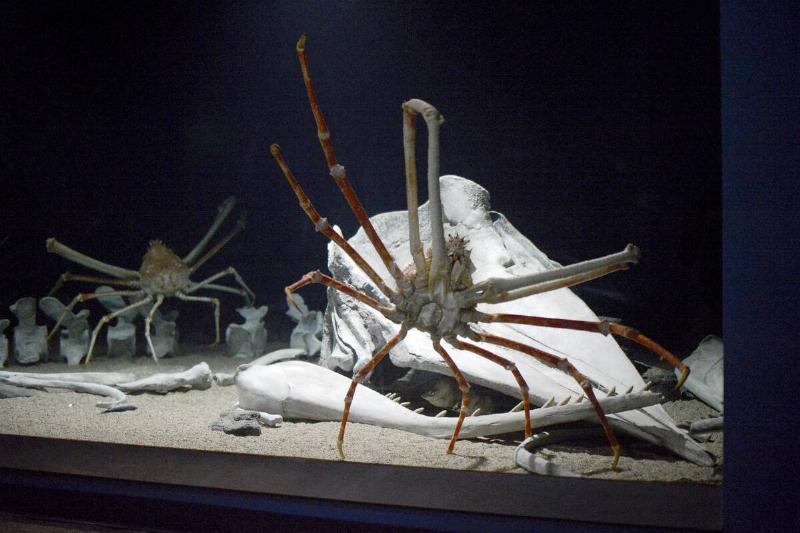 A Japanese spider crab crawls past the replica of a whale skull in its tank at the Monterey Bay Aquarium.