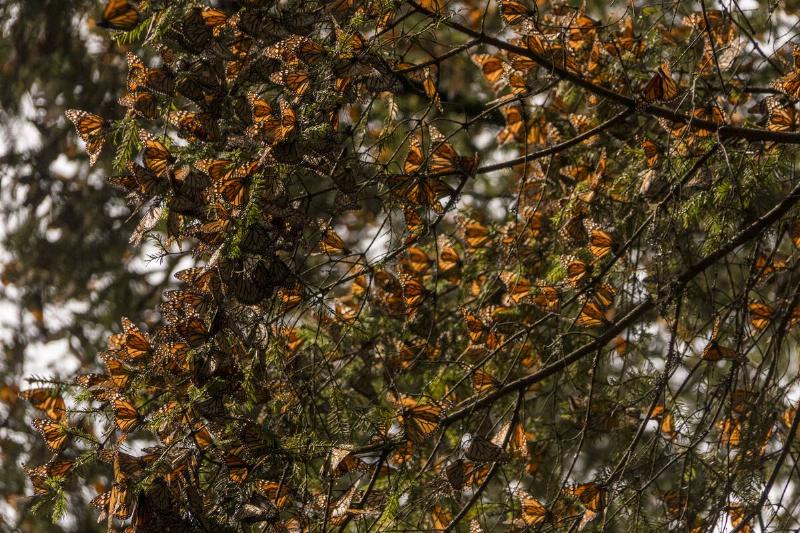  Butterfly migration. 