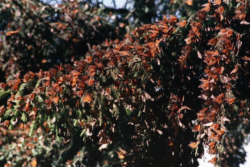 Picture taken in 1996 of hundreds of Monarch butterflies alighted on a pine tree at the Angangueo Sanctuary, Mexico.