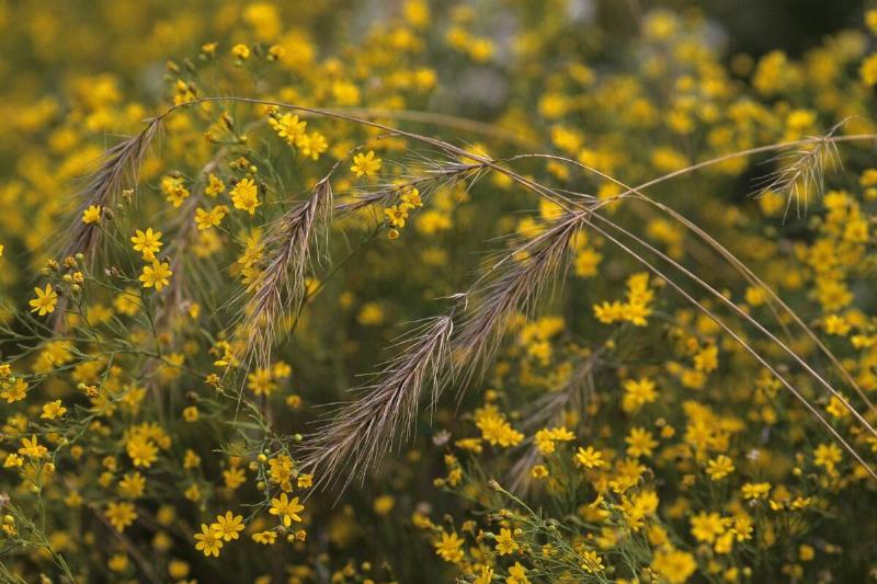 Broomweed And Rye Grass.