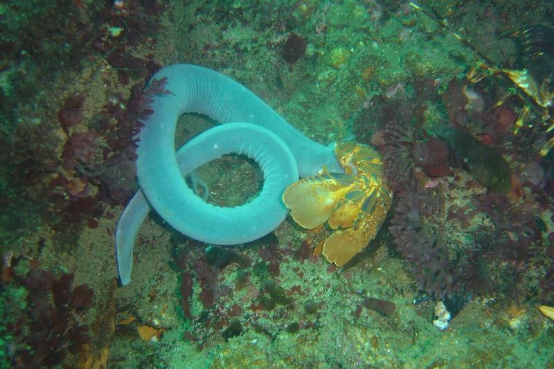 Hagfish at the Oakburn.