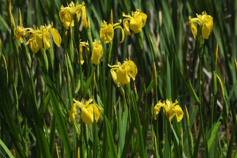 Yellow flag irises. 