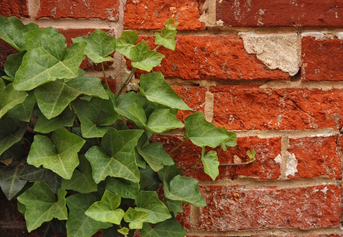 English Ivy. 
