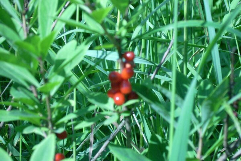 Daphne berries. 