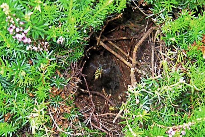 Underground wasp nest.