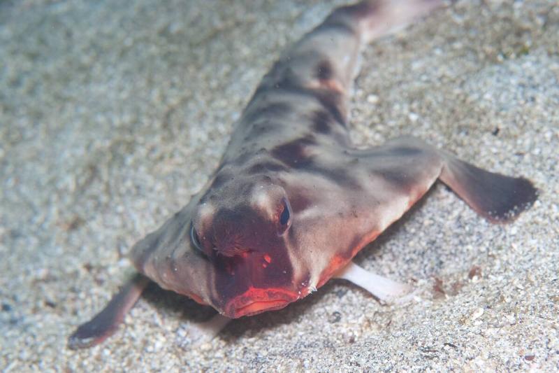 Red-lipped batfish. 