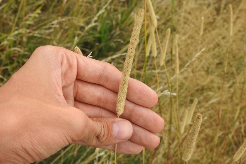 Hand holding timothy grass. 