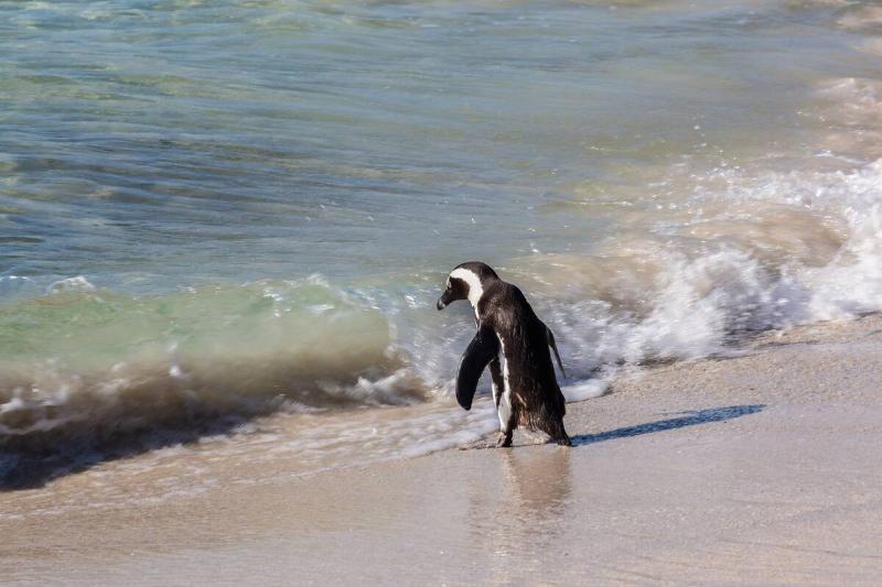 Penguin on the beach.