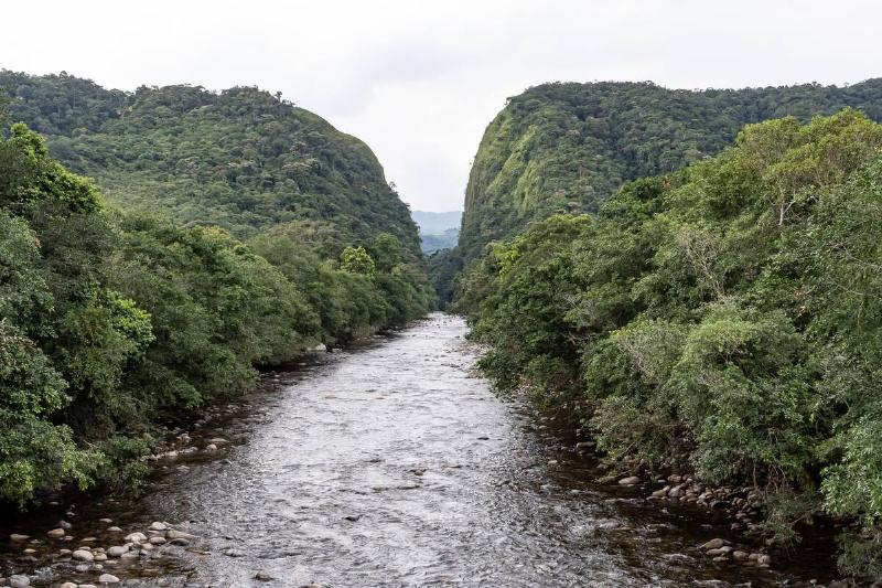 The rainforest in the Department of Caquetá.