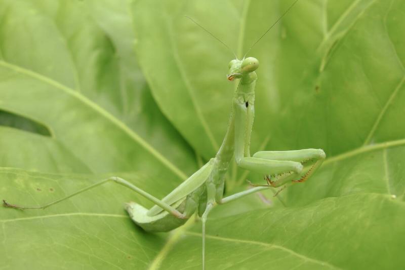 Praying mantis. 