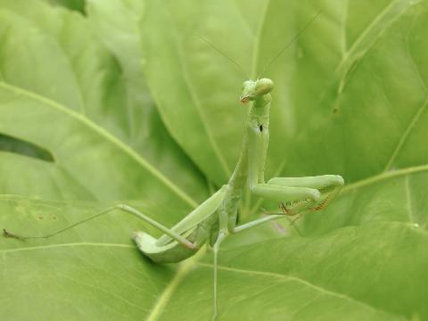 Praying mantis. 