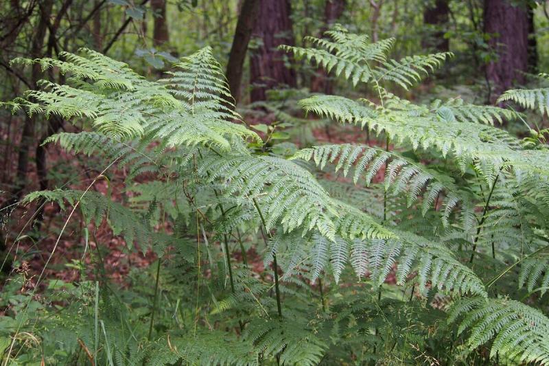 Bracken fern in a forest.