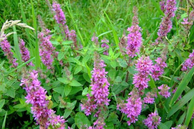 Purple Loosestrife.