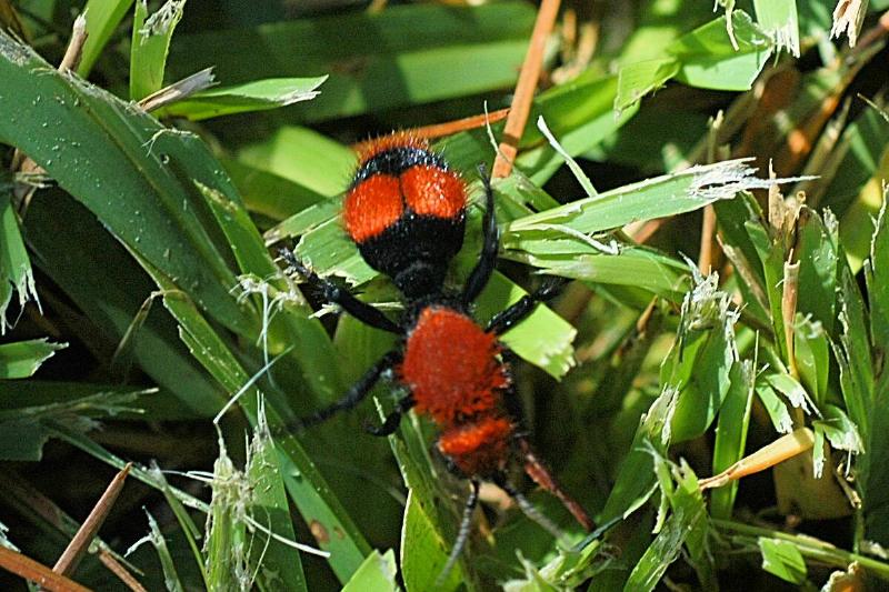 Red Velvet Ant.