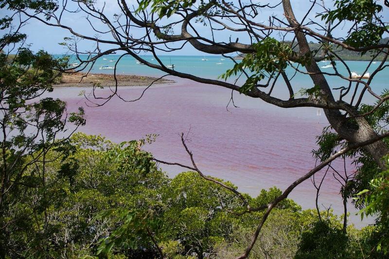 Red tide algae bloom. 