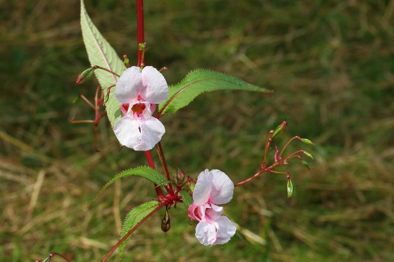 Himalayan Balsam. 