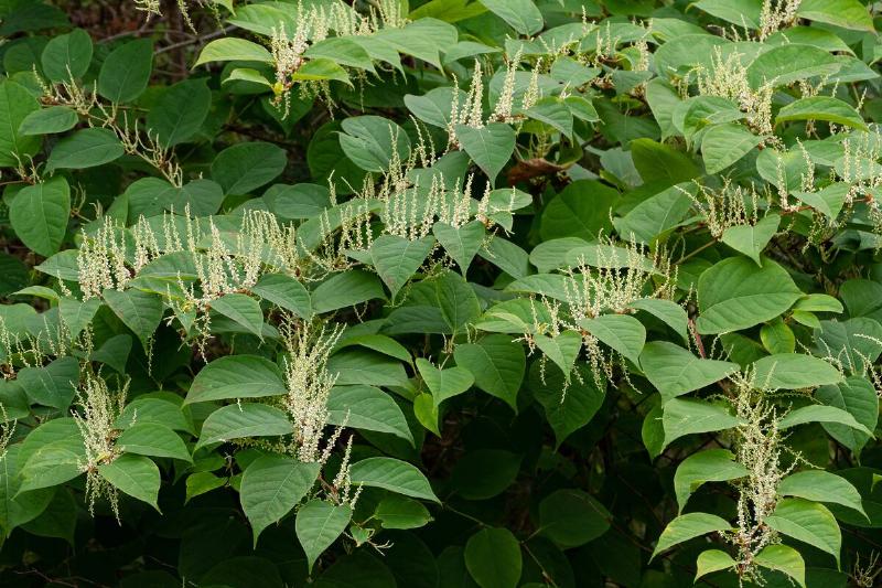 Japanese knotweed. 