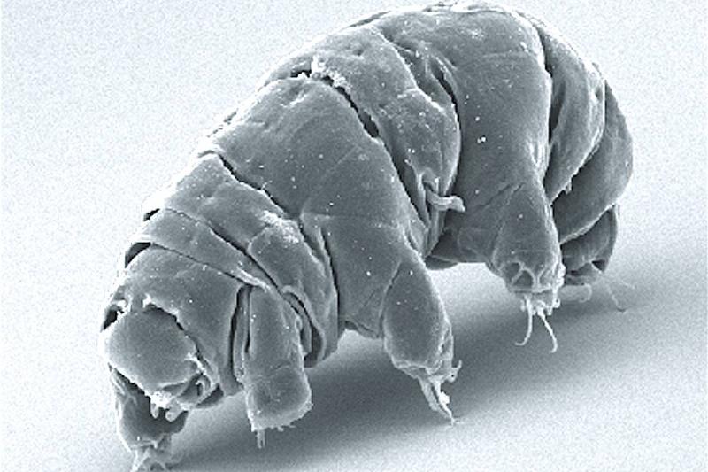 SEM image of Milnesium tardigradum. 