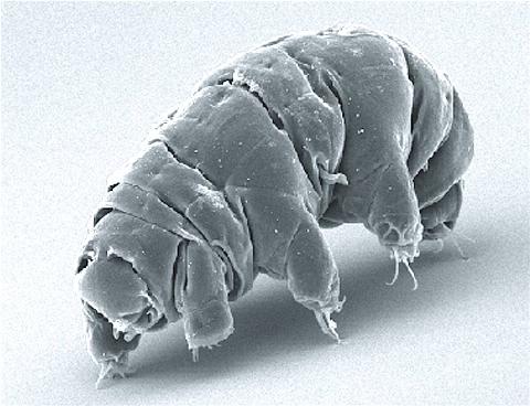 SEM image of Milnesium tardigradum. 