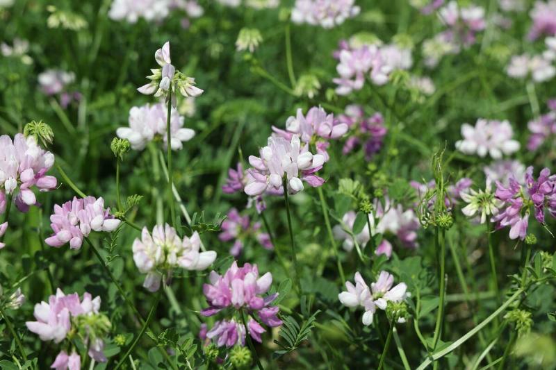 Crown vetch. 