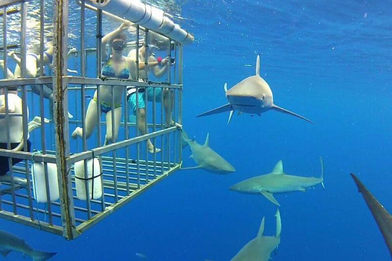 Sharks outside a cage.