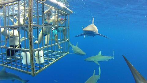 Sharks outside a cage.