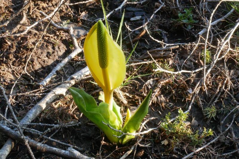 Skunk cabbage sprouting. 