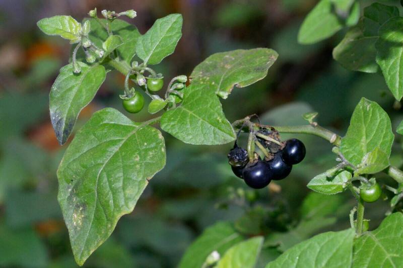Nightshade berries. 