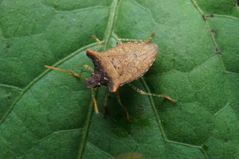 Spined soldier bug. 
